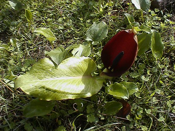 Arum pictum / Gigaro sardo-corso